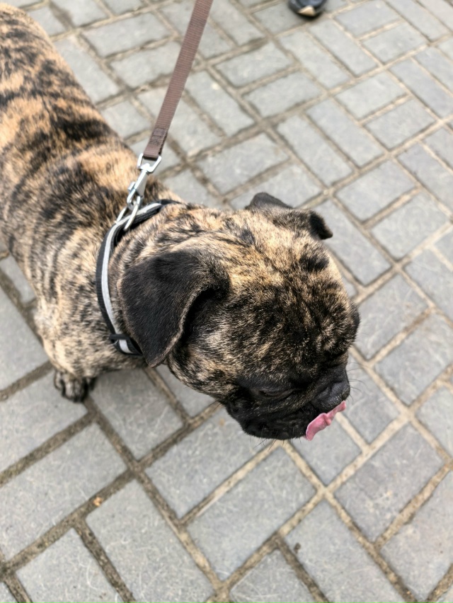 Разместите пожалуйста!
НАЙДЕН ПЁС В ОШЕЙНИКЕ!🆘
На пер?...