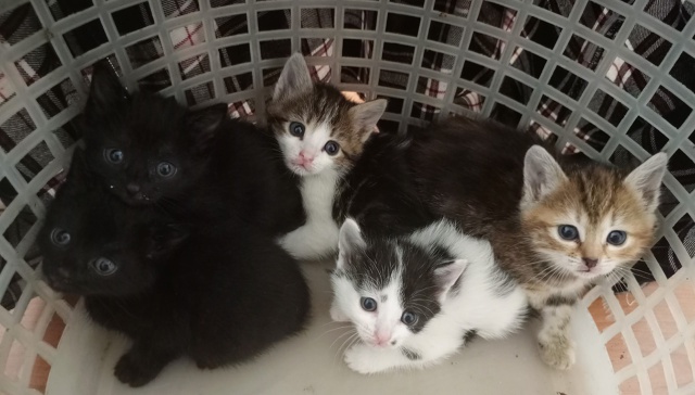 Котята в добрые руки 89272865139