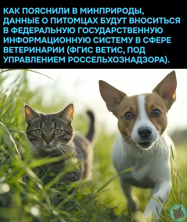 Животные есть? А если найду?