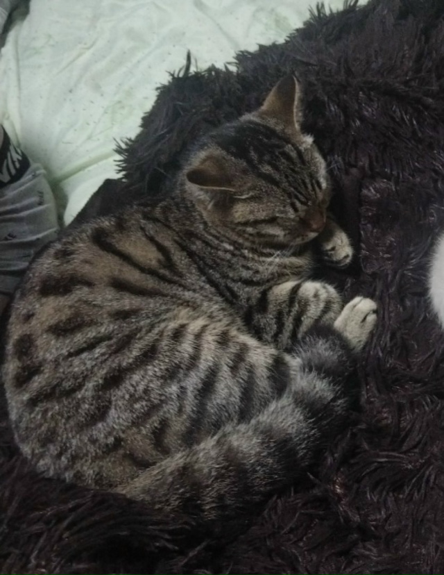 Потерялся любимый кот в парке Прокудина В глазу есть ?...