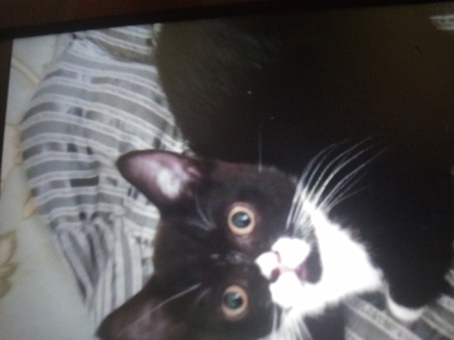 Похитили кота! От Набережной 44,просьба вернуть где взя?...