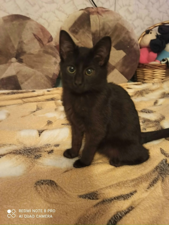 Нашли мы его на улице.
Он ручной, хороший,добрый котено...