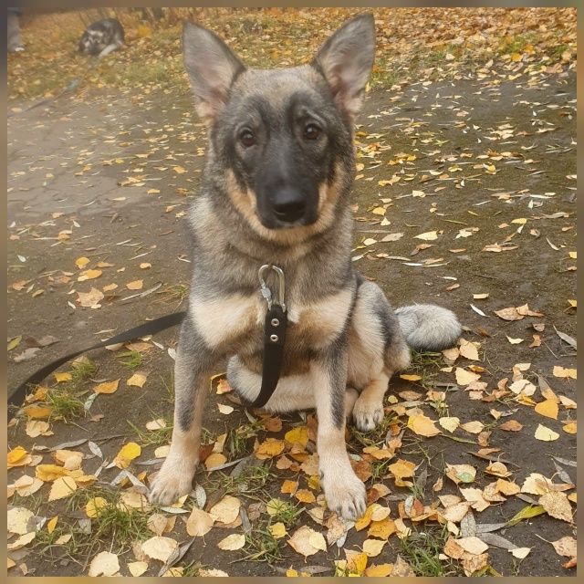 Ищем для Златы заботливые руки❤ и теплый дом🏡.
Возьми...