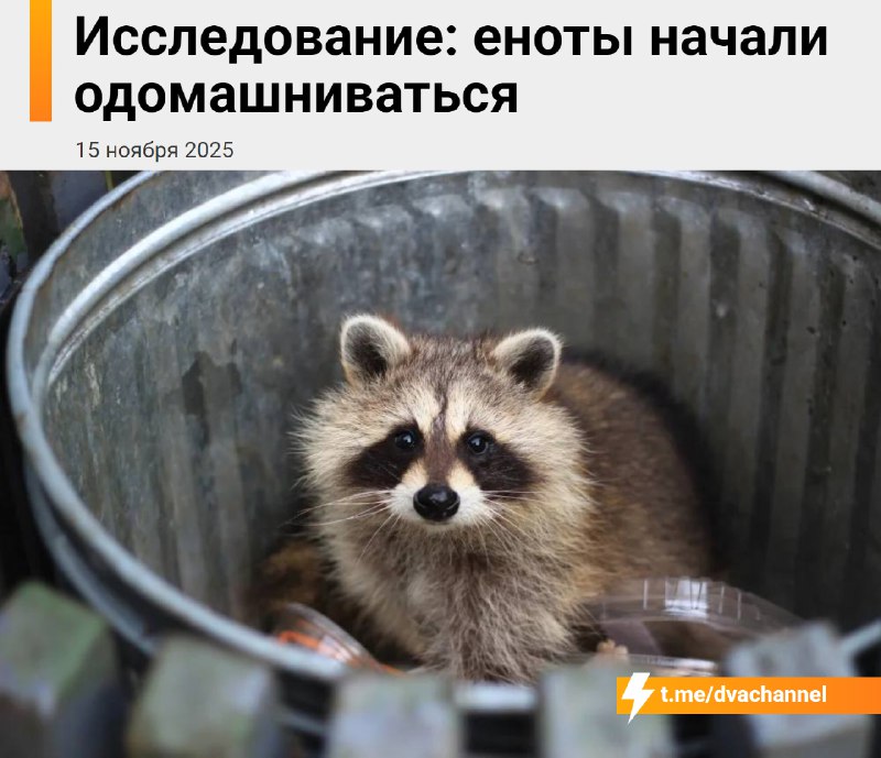 Этих мы заводим: еноты начали одомашниваться, потому что всё чаще живут рядом с людьми и кормятся у