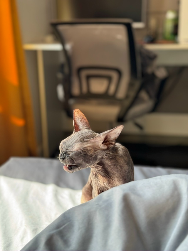 лыси попи Мизуки 🐈‍⬛
Всратость растет уверенная