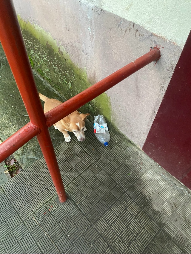 Гуляет возле подъезда на Гагарина 12а вторые сутки