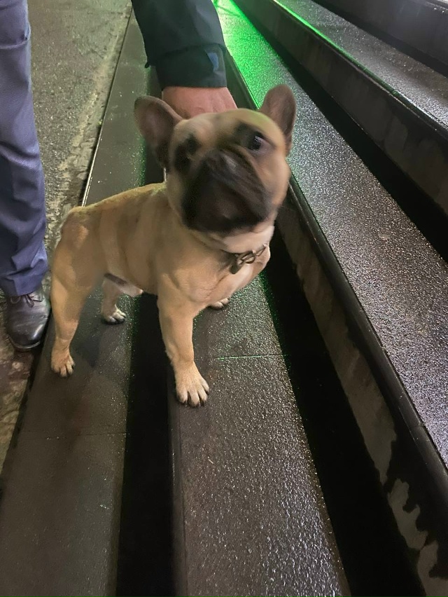 Пожалуйста, опубликуйте срочно! Найден французский бу?...