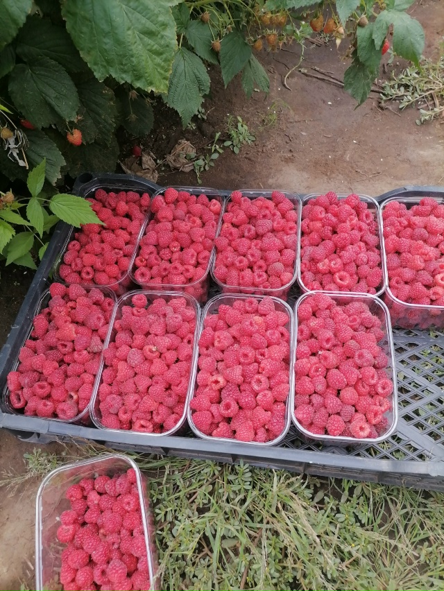 Продам малину собрана сегодня 450р кг т 89002828343. Возможна ...