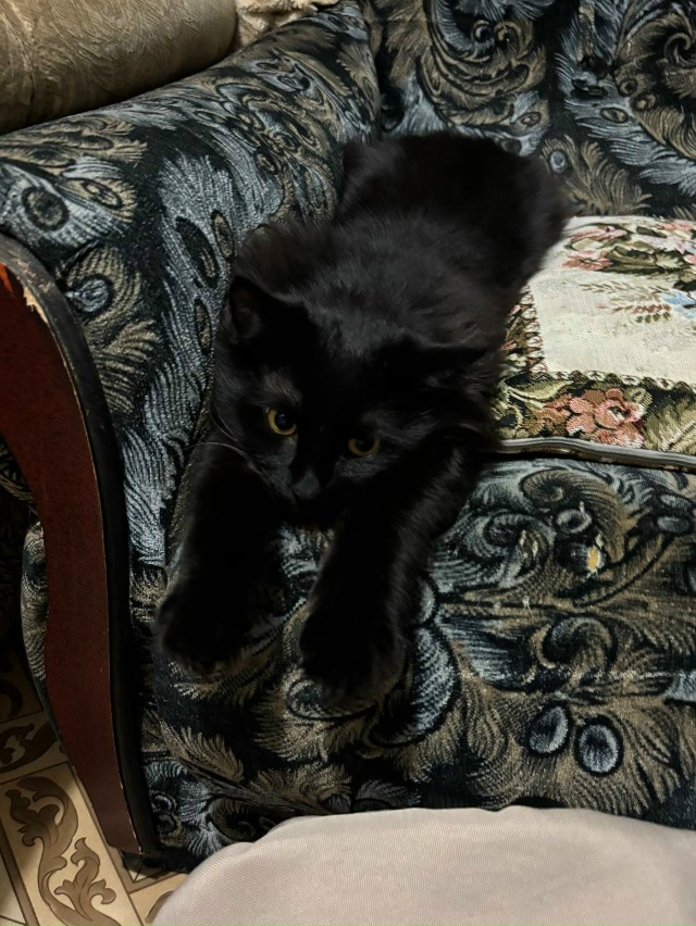 Пропал кот, убежал 17.11 в районе переулка Демократическ?...