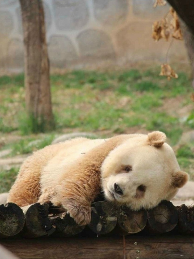 Цисай — не выдумка художника, а настоящая панда, будто ...