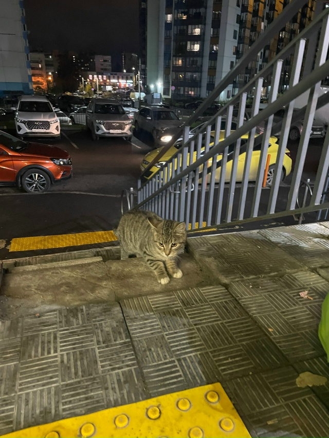 Котенок, бегает у магазина Верный. Не худой, чистый, но ?...