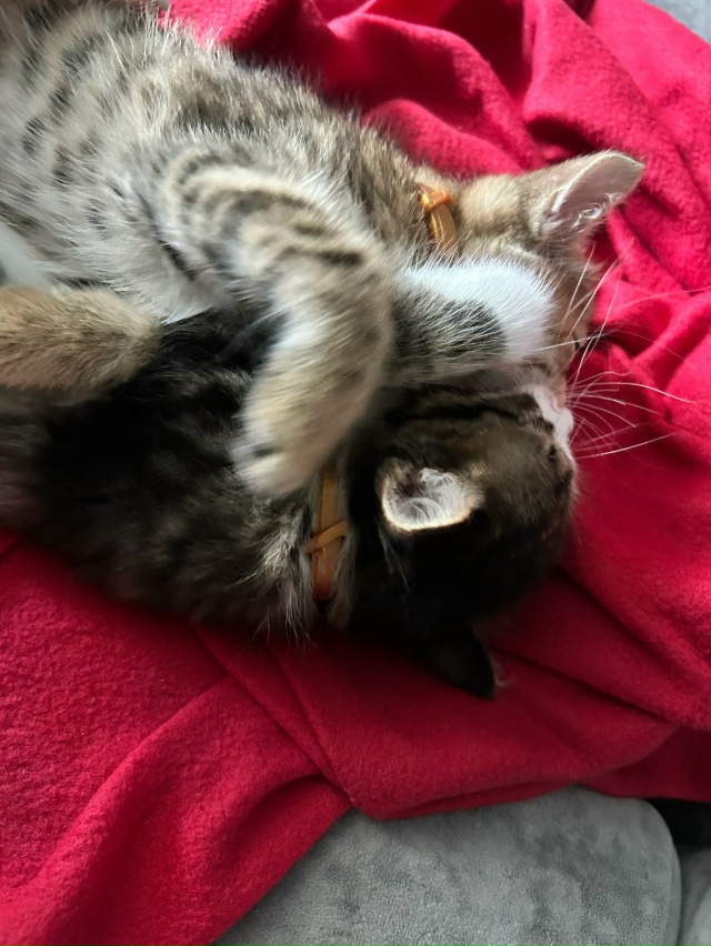 Отдам котят в добрые руки 😌
К лотку приучены, возраст 1...