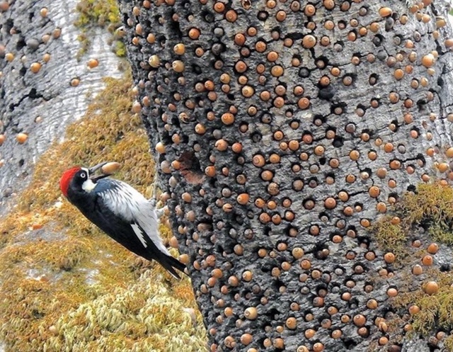 Желудёвый дятел (Melanerpes formicivorus)
Сегодня мы заглянем в не...