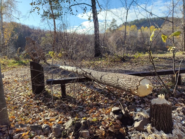 🦫В башкирском «Шульган-Таше» хулиганы-бобры обгрызли...