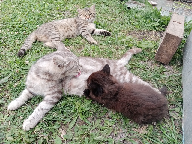 отдам в добрые руки, 1,5 месяца, кушают всё, игривые