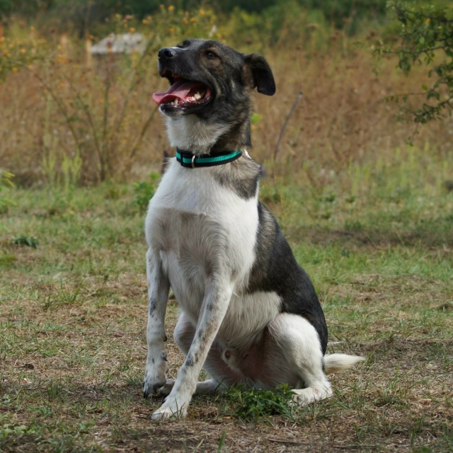 Здравствуйте!
️ПОТЕРЯЛИСЬ собаки вчера.
В районе ул. В?...