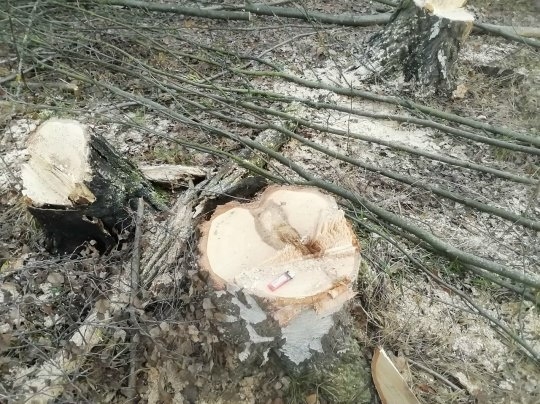 🌲 В д. Какузево Раменского округа вырубают 14 га леса —...