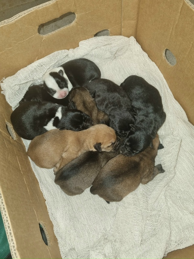 SOS!!!!
ПОМОГИТЕ!!!
Собака дворовая на Арбате , ощенила на у...