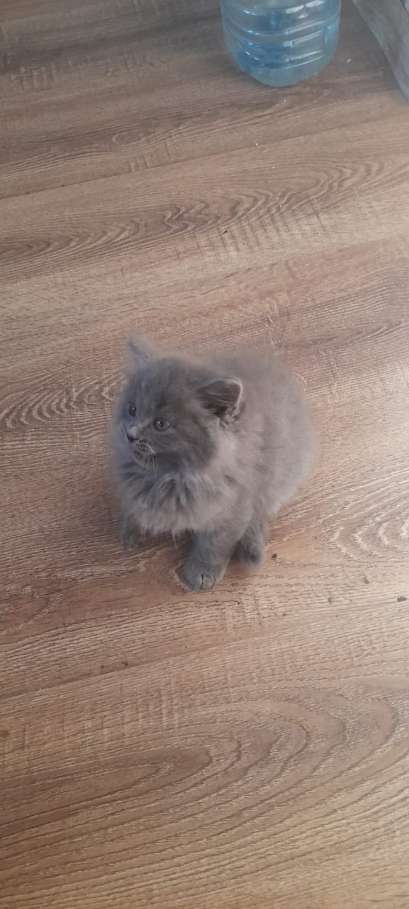 Одам 5 котят. 2 обычные, серый и черный мальчики 2.5мес. И 3...