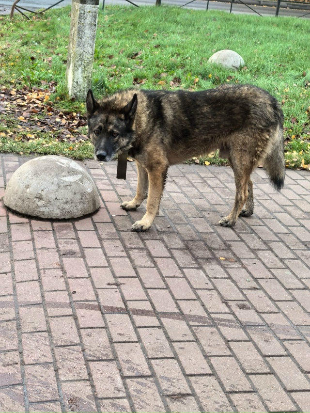 Бегает возле ТЦ Восток с ошейником. Вероятно, сорвался!...