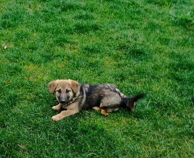 Щенки, 4 месяца, будут маленькие, коротколапки,обрабгта...