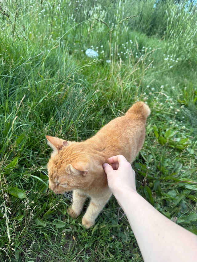 Никто не терял кота(кошку)??
Кот с коротким хвостом(бобт...