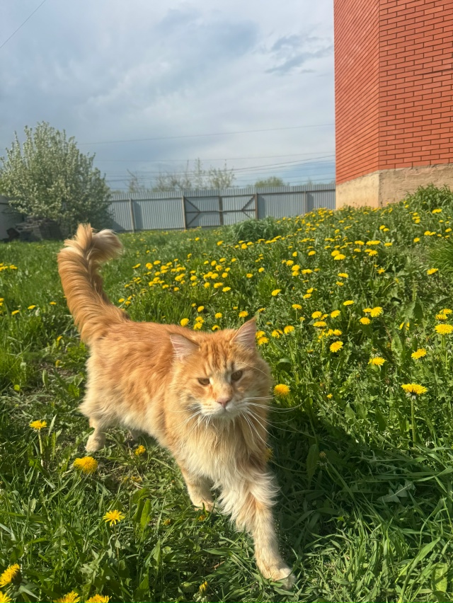 Мой младший сынок Астик