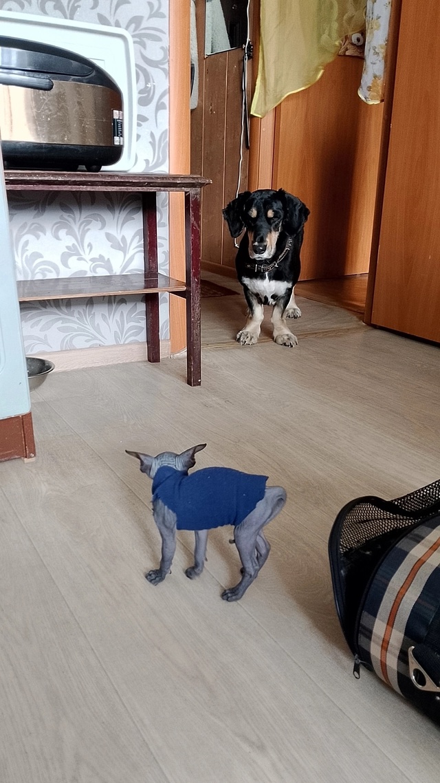 Срочно!Пристраивается в хорошие руки добрый и ласковы?...