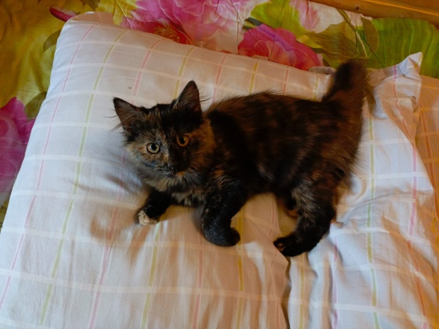 Вот такой котенок пришёл на дачу. Ночь плакала. Её впус?...