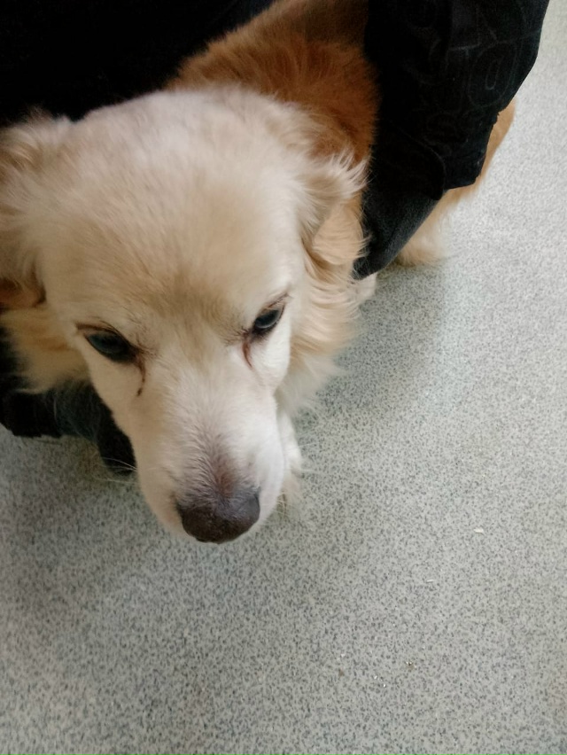 Найдена собака, находится на Зои Космодемьянской 4