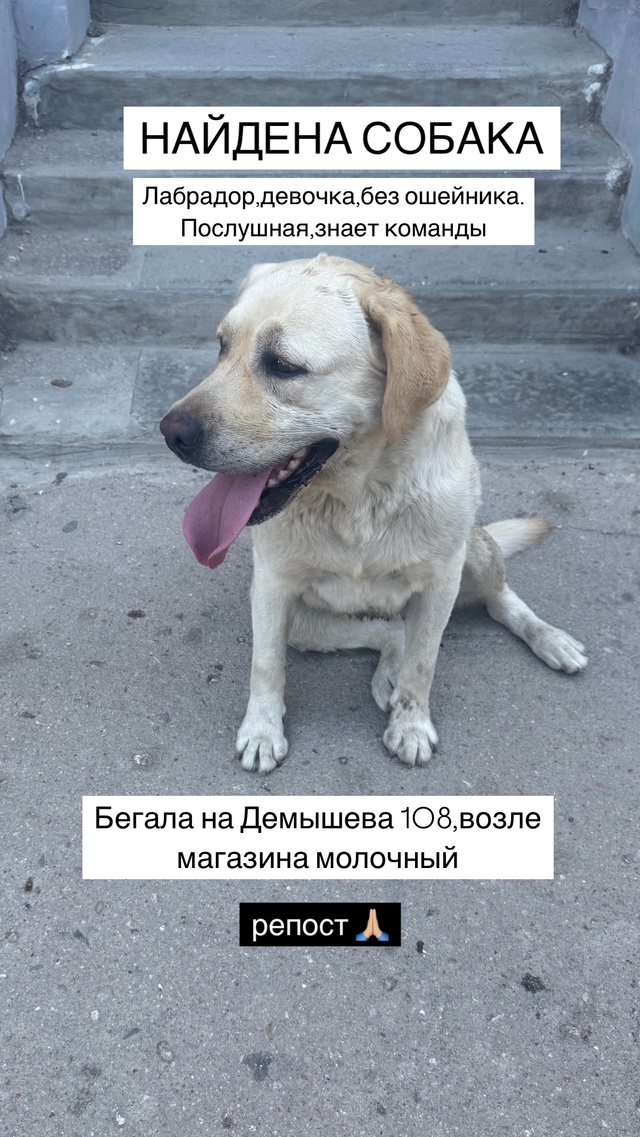 На левом ухе серийный номер
BPW 364