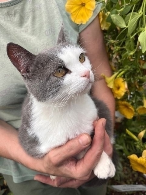 Это не просто кошка - это живая энергия с достоинствами...