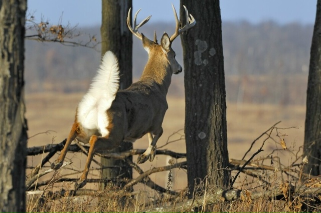Белохвостый олень: Их рога — биомесиво, а болезнь зомб?...