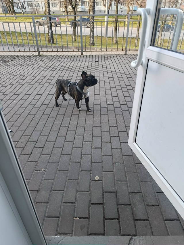 Потеряшка бегает на Октябрьской 97 возле Сбербанка. Зов...