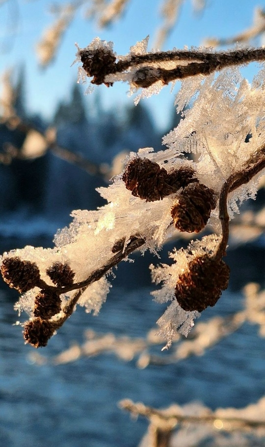 ❄ Колвицкое озеро уже разрисовал мороз
Северянка Св?...