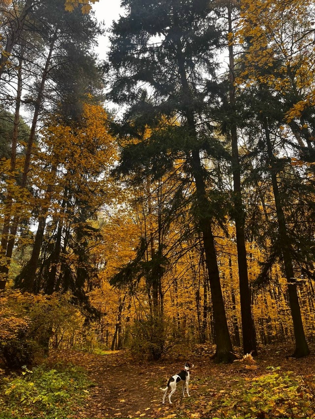 Осень в нашем лесу 🍁🍂