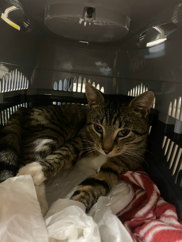 продолжения про котика так и не заканчиваются:3
чтобы в...