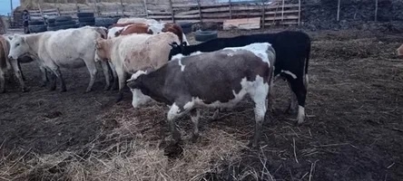 Эктопаразиты у крупного и мелкого рогатого скота в зим...