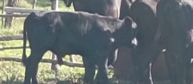 Пропали 2 бычка. ‼️‼️‼️‼️‼️‼️
1) убежал в направл?...