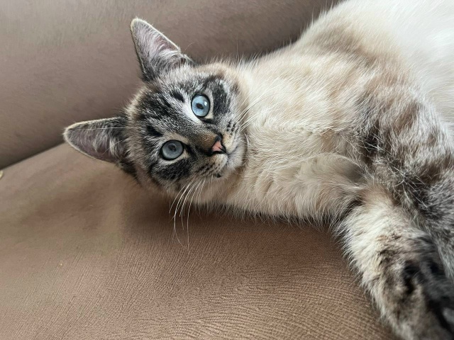 Пропал кот сиамский ул Разинская важна любая информац?...