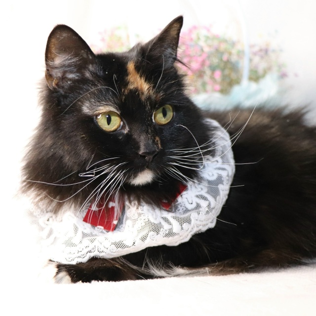 Очаровательная трехцветка Лола ищет дом?
Контактная...