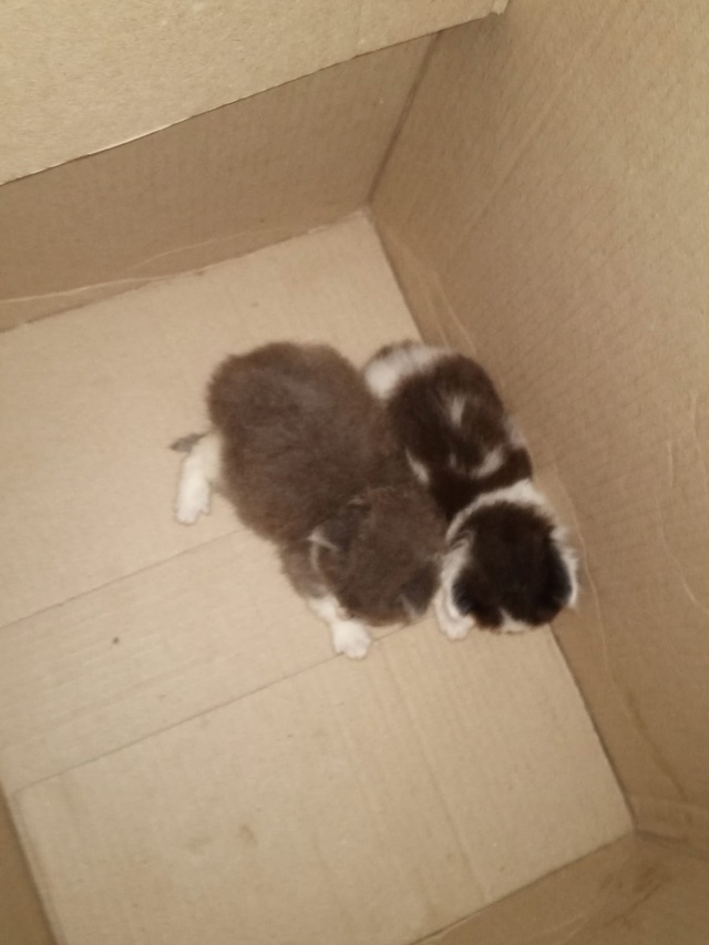 Отдам котят в добрые руки .