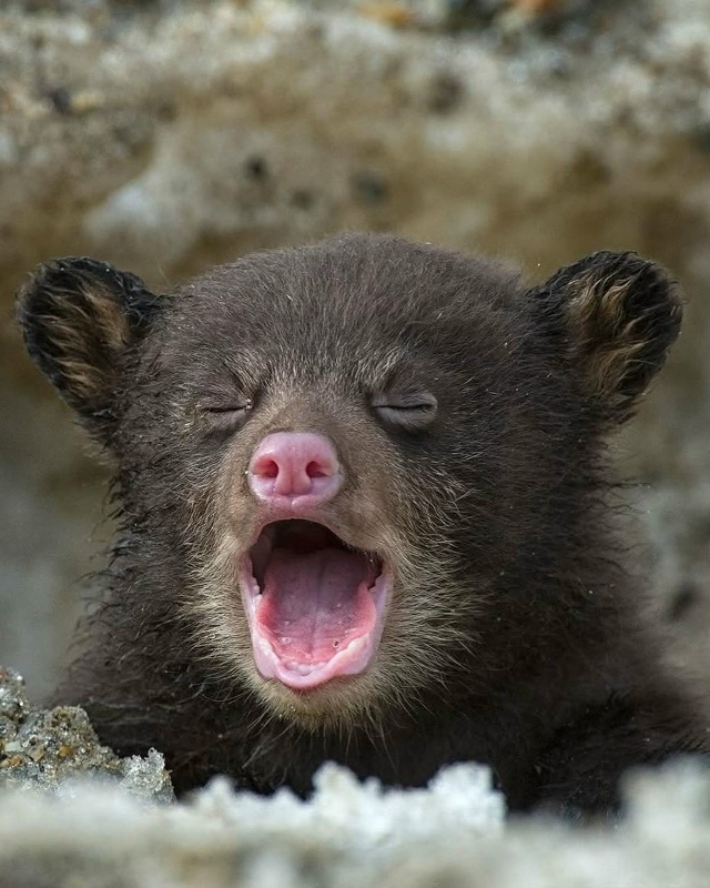 Maлeнький мeдвeжoнoк дeлaeт cвoи пepвыe шaги в бoльшoй миp — ocтop...