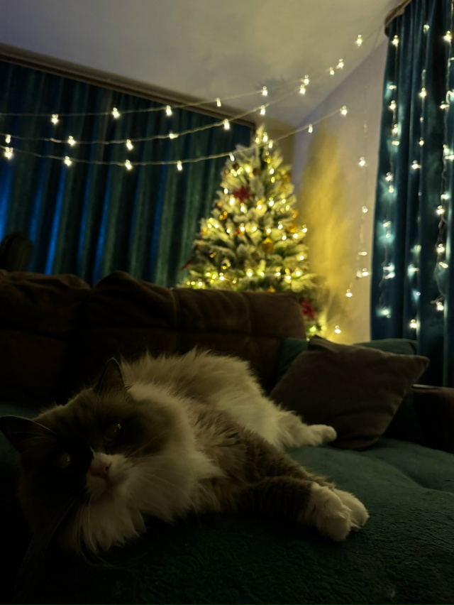 С первым днем зимы ❄️