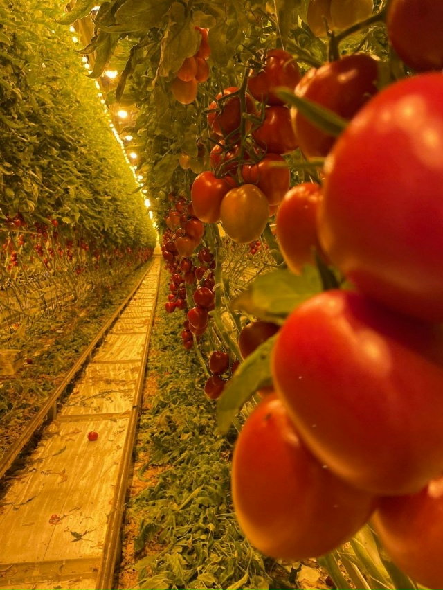 ПРИГЛАШАЕМ НА РАБОТУ ОВОЩЕВОДОВ !!
🟢 верх/низ, томат/о?...