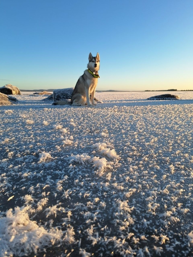 ❄ Колвицкое озеро уже разрисовал мороз
Северянка Св?...