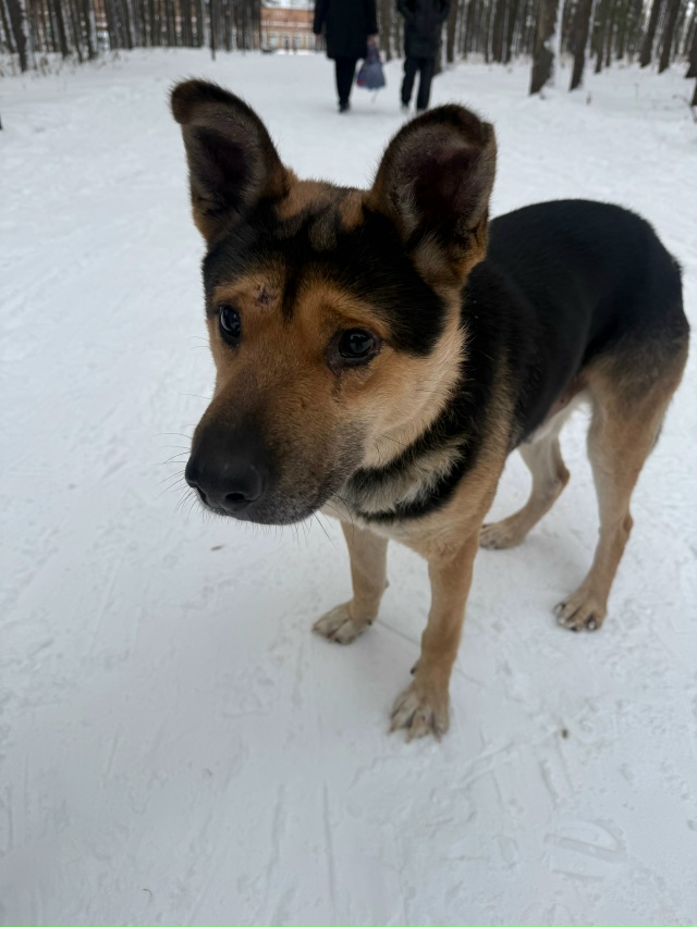 Чья собака? Очень милая, ходит по Балахте, выглядит гол?...