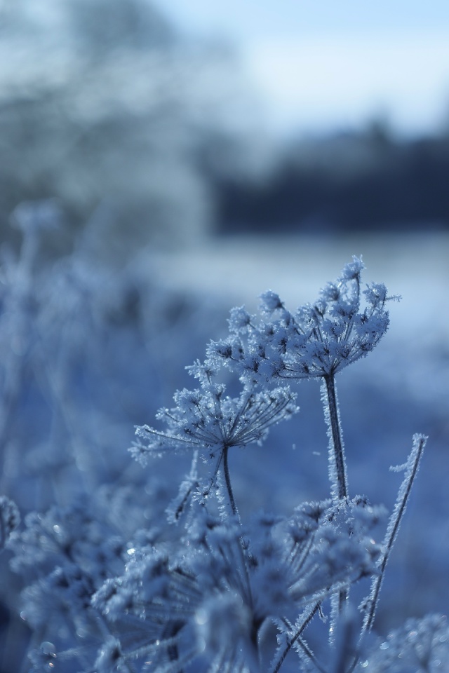 Мороз и солнце на реке Руза ❄️☀️