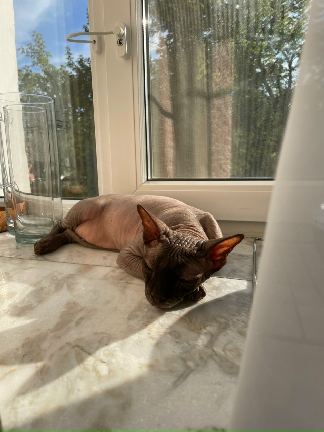 Мой свин Арчи 🐷