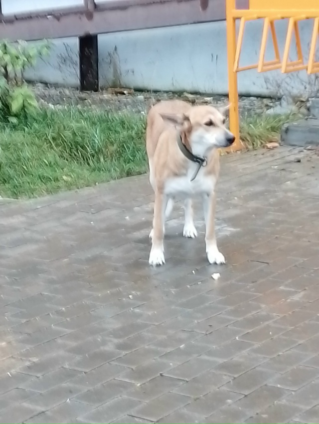 Может потеряшка? Чья? Завокзальный район, Сосновая 17/1.